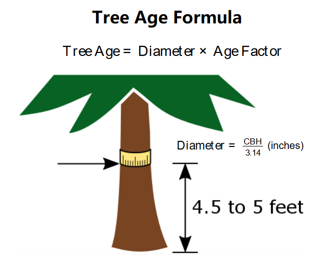 Tree Age Formula